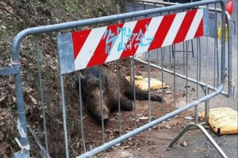 cinghiale distrugge auto paga regione cassazione 1