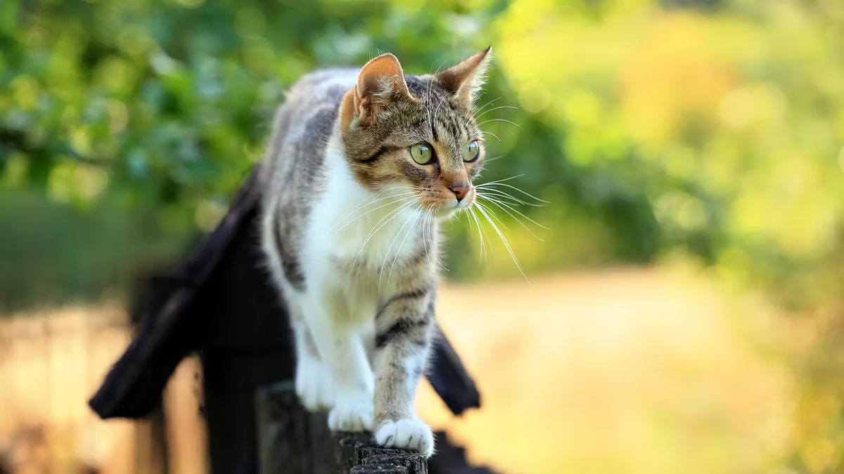 https://static.open.online/wp-content/uploads/2025/08/cogne-gatti-scomparsi-killer.jpg