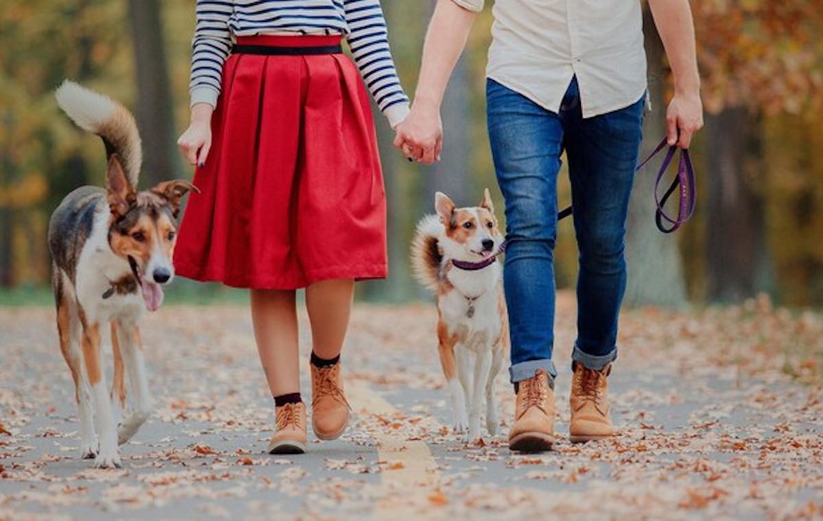 divorzio animali domestici norma