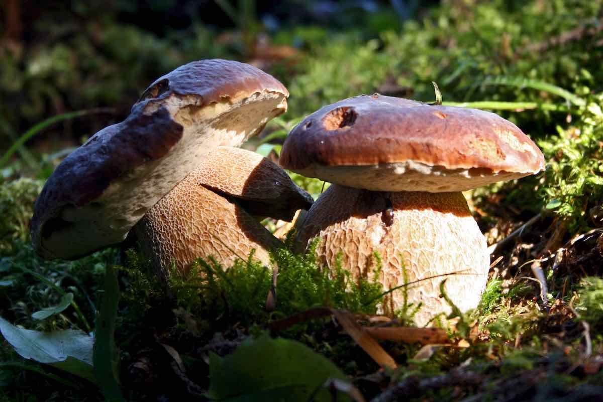 funghi porcini valtellina aprica
