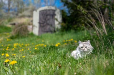 gatti cogne
