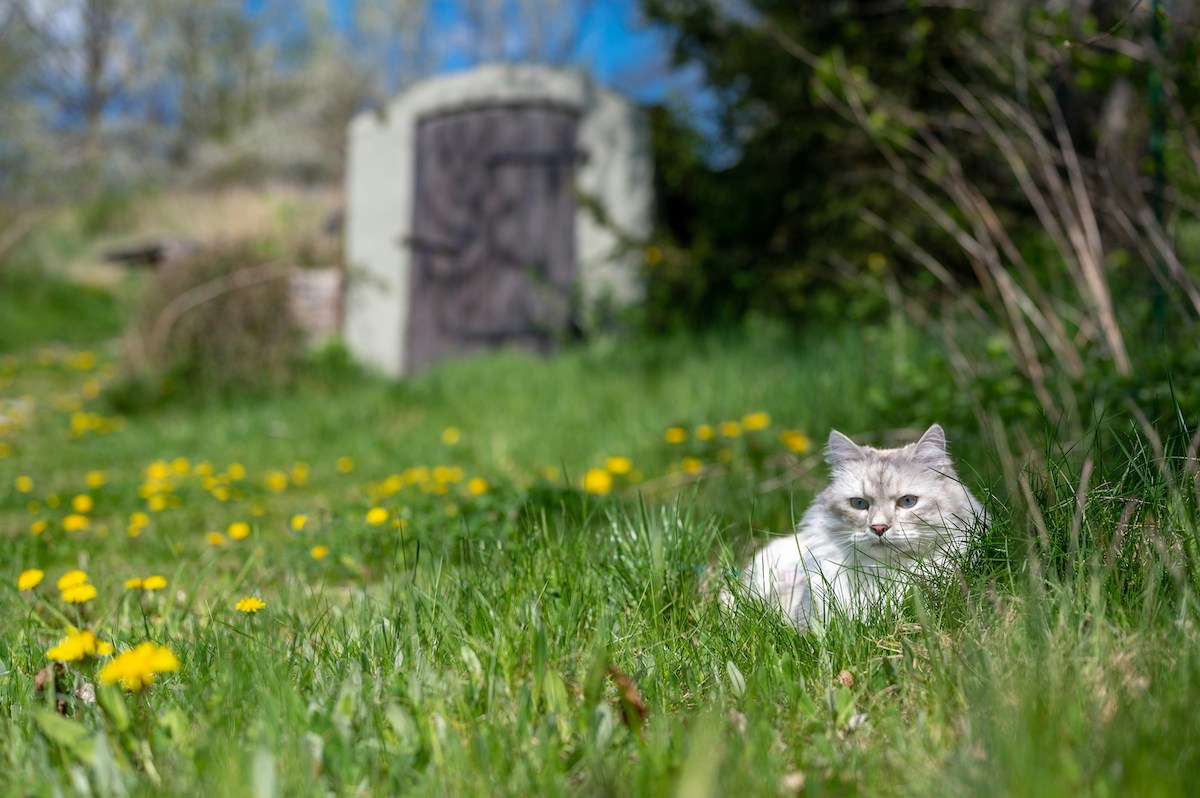 https://static.open.online/wp-content/uploads/2025/08/gatti-cogne.jpg