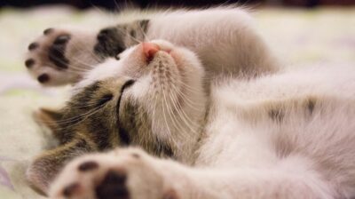 gatti-torturati-inchiesta-bbc