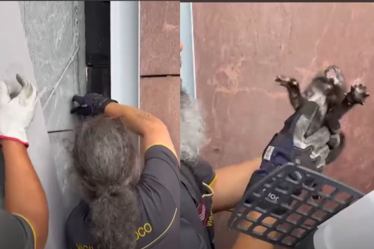 https://static.open.online/wp-content/uploads/2025/08/gattino-como.jpg