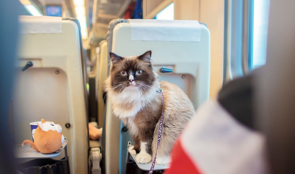 gatto treno multa francia