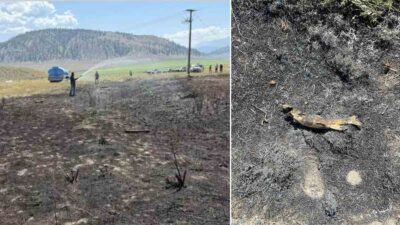 incendio canada pesce