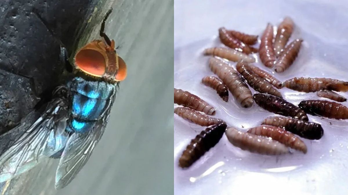 mosca assassina - screwworm