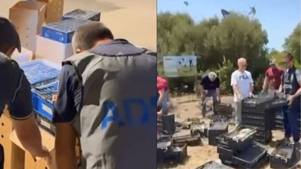 volatili sequestrati