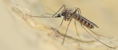 west nile lazio