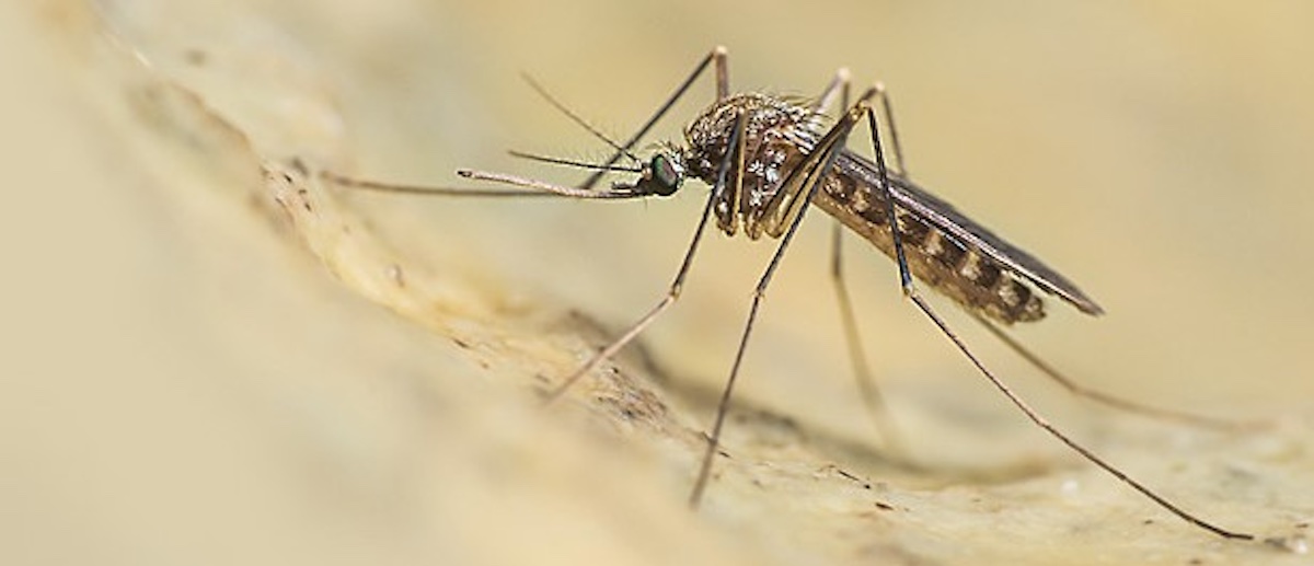https://static.open.online/wp-content/uploads/2025/08/west-nile-lazio-.jpg