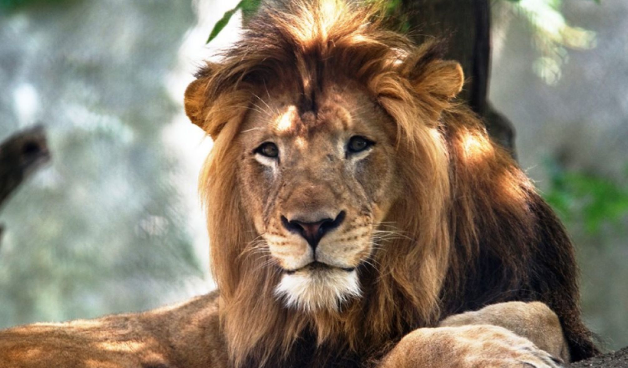 https://static.open.online/wp-content/uploads/2025/08/zoo-danese-animali-domestici.jpg