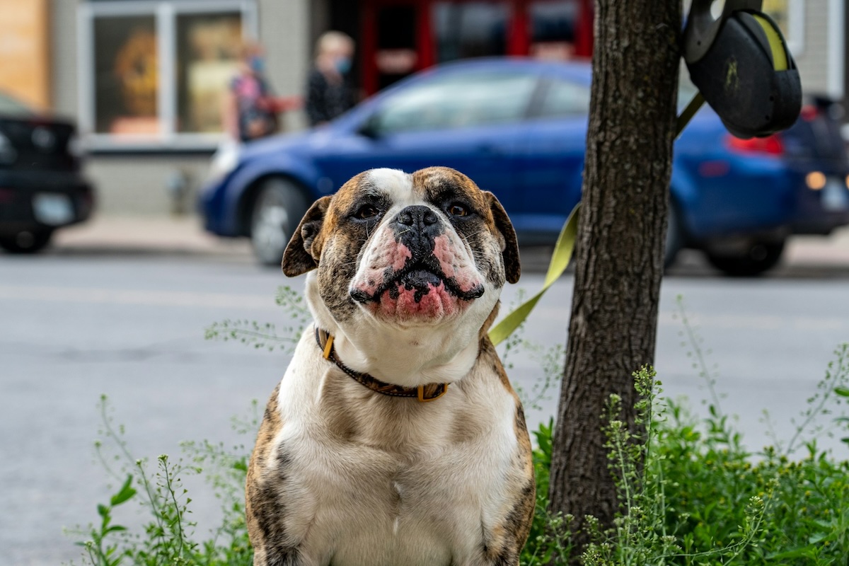 https://static.open.online/wp-content/uploads/2025/09/cane-guinzaglio.jpeg