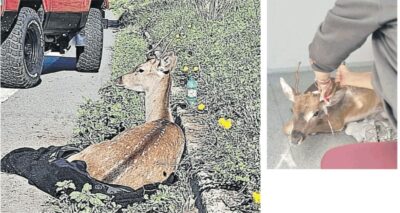 capriolo ferito pontina