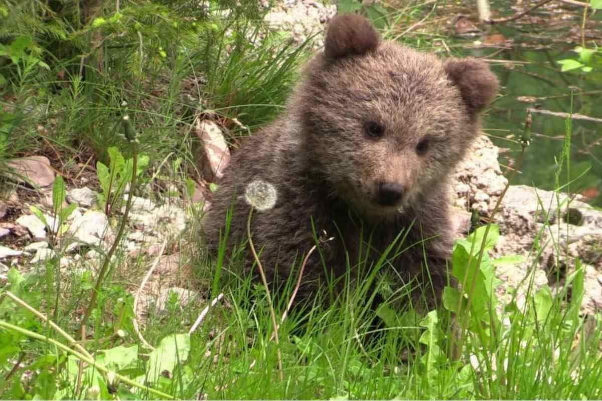cucciolo orso trentino pelle scuoiato ucciso
