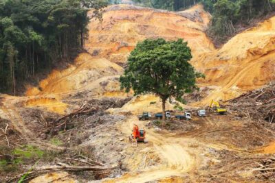 rinvio legge ue deforestazione