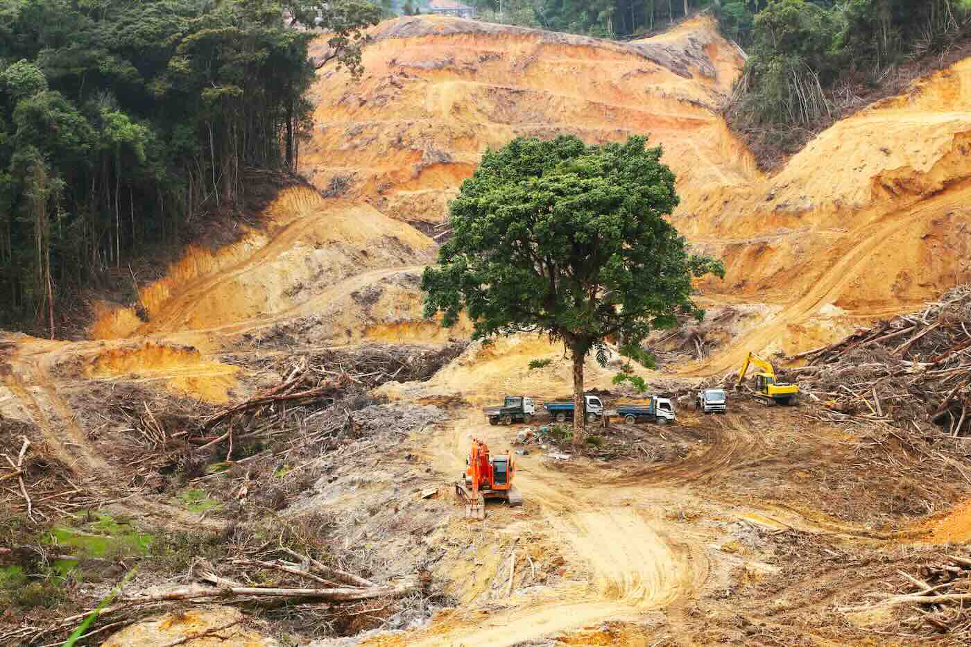rinvio legge ue deforestazione