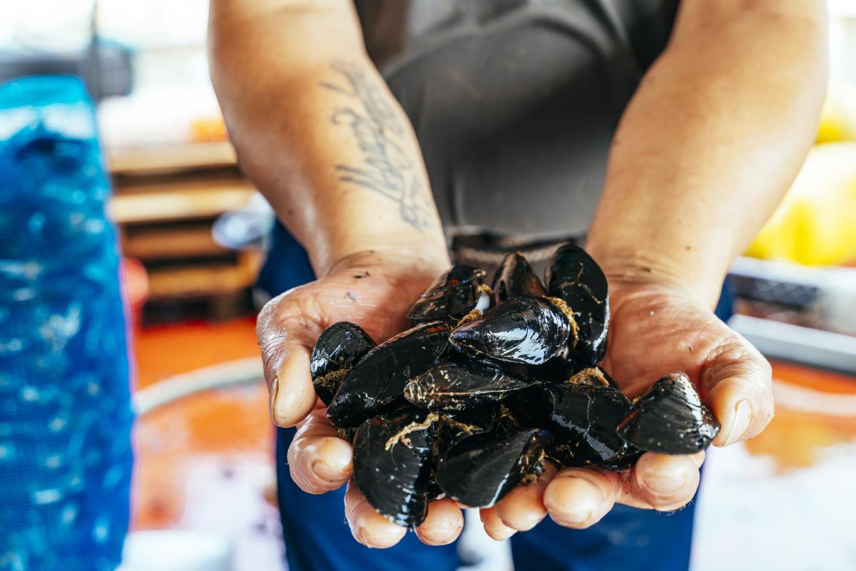 cozze