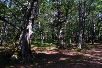 abruzzo boschi famiglia