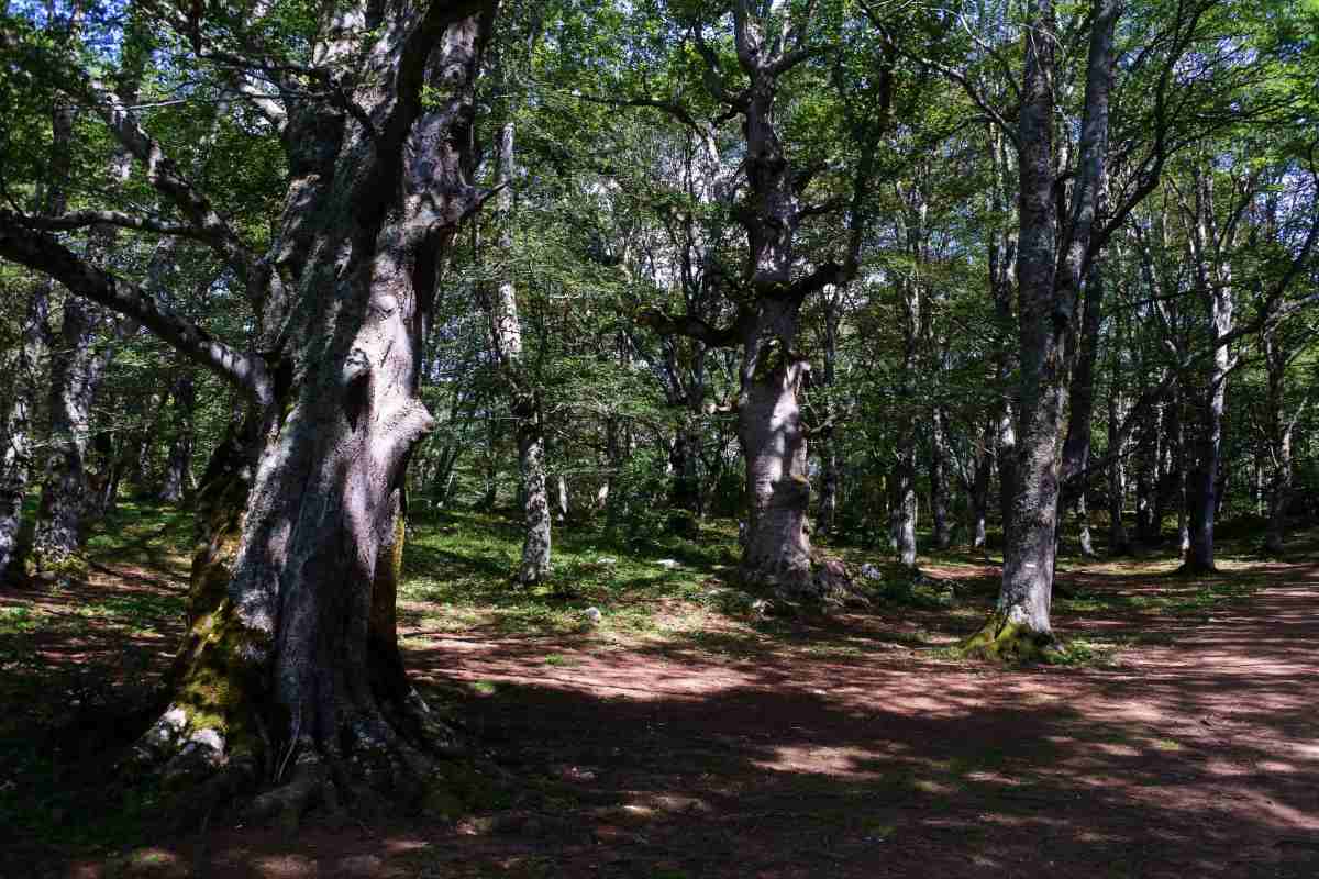 abruzzo boschi famiglia