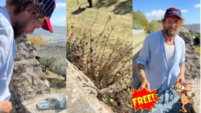 jovanotti libera topo a cortona tiktok