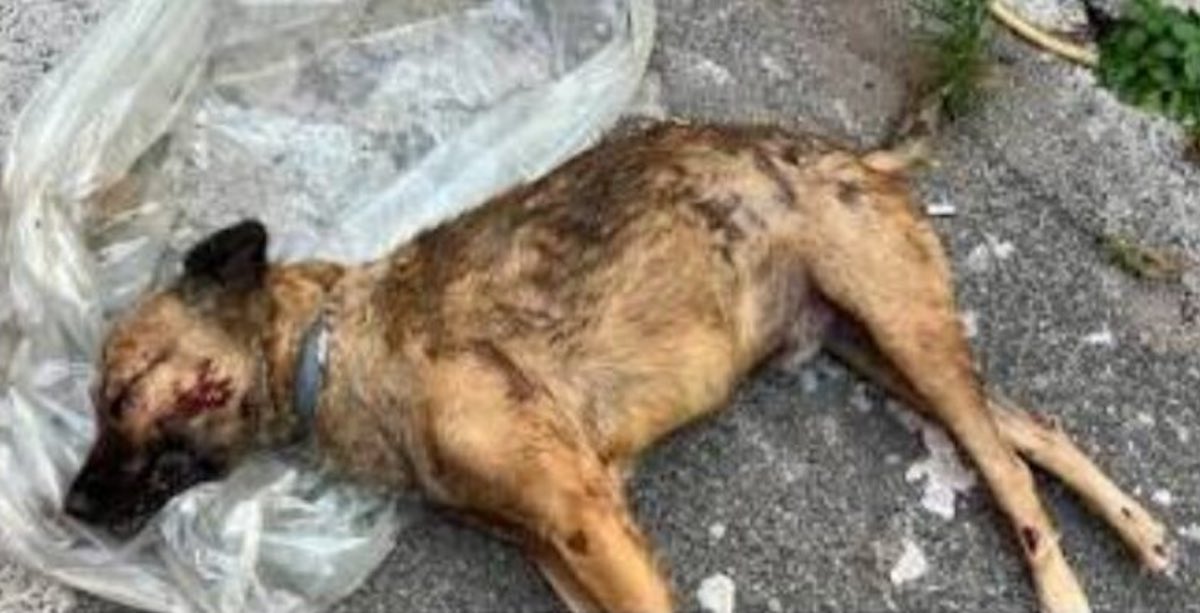 napoli dog sitter sangue cane