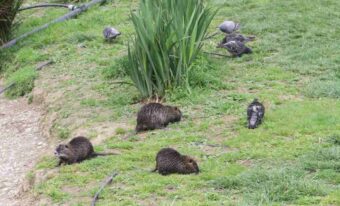 nutrie