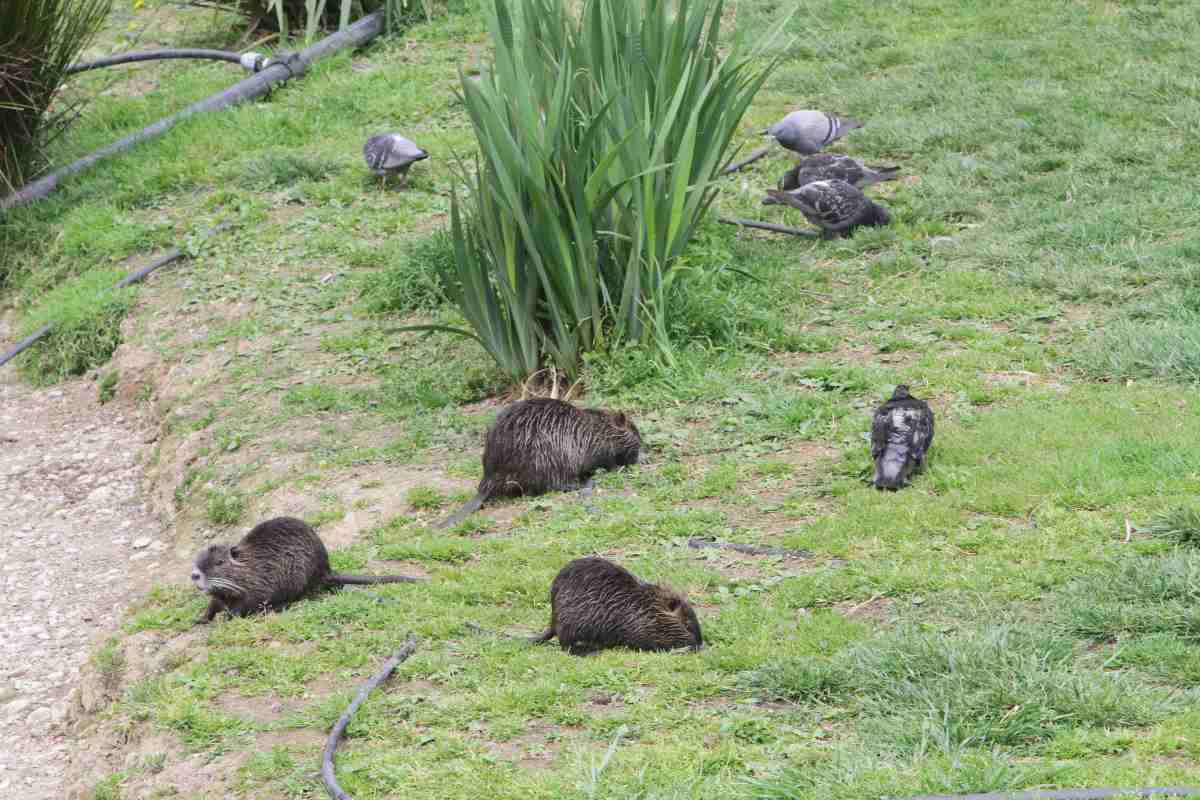 nutrie