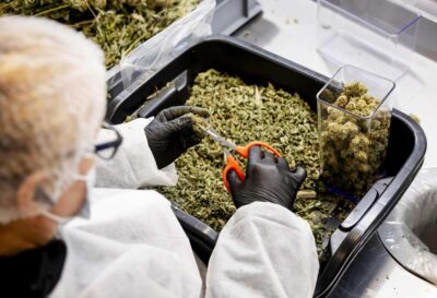 canapa cannabis light