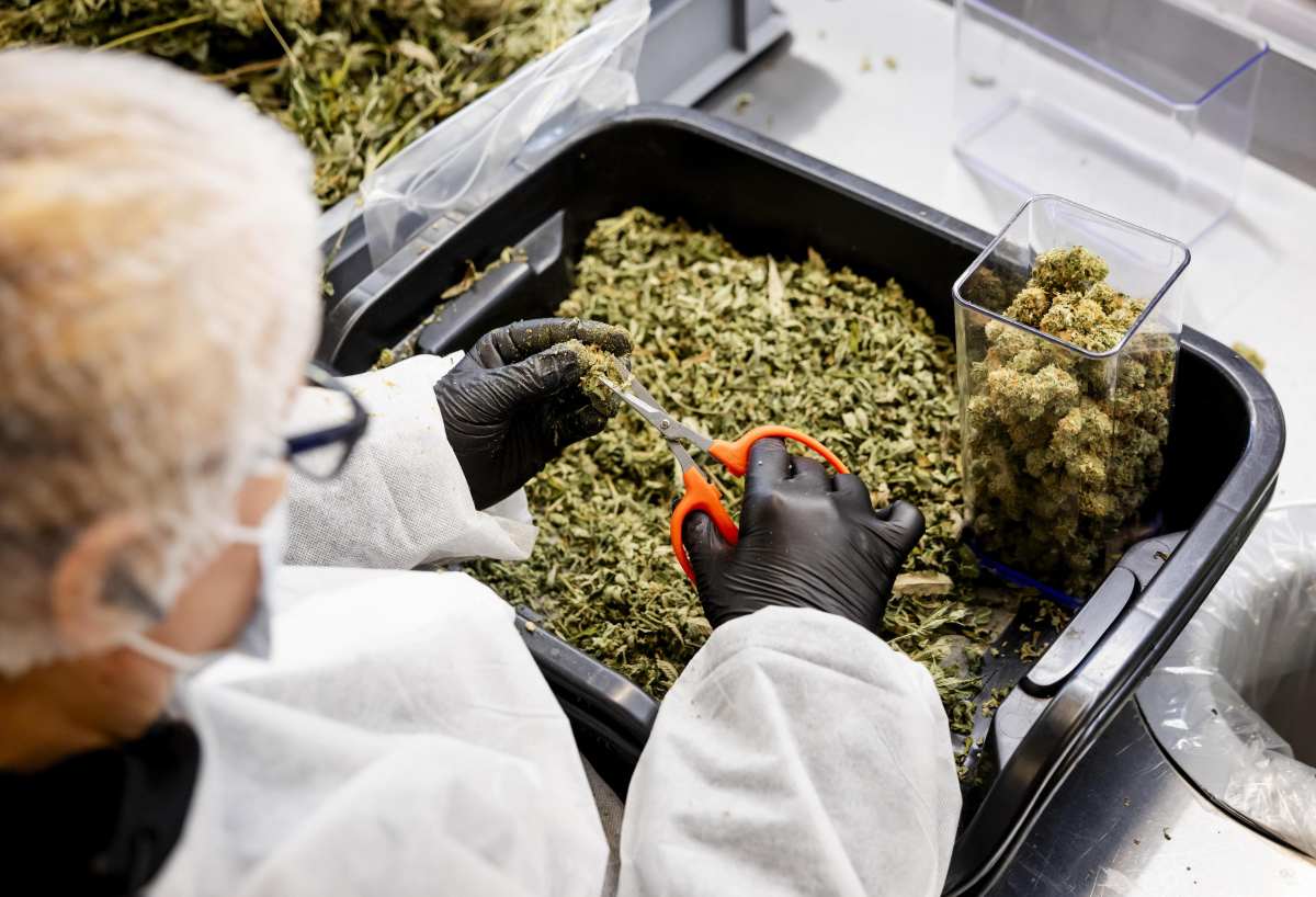 canapa cannabis light