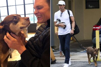clonazione animale tom brady lua junie
