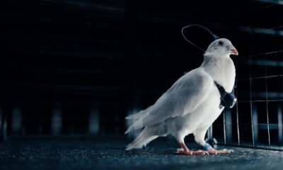 piccioni-droni-russia