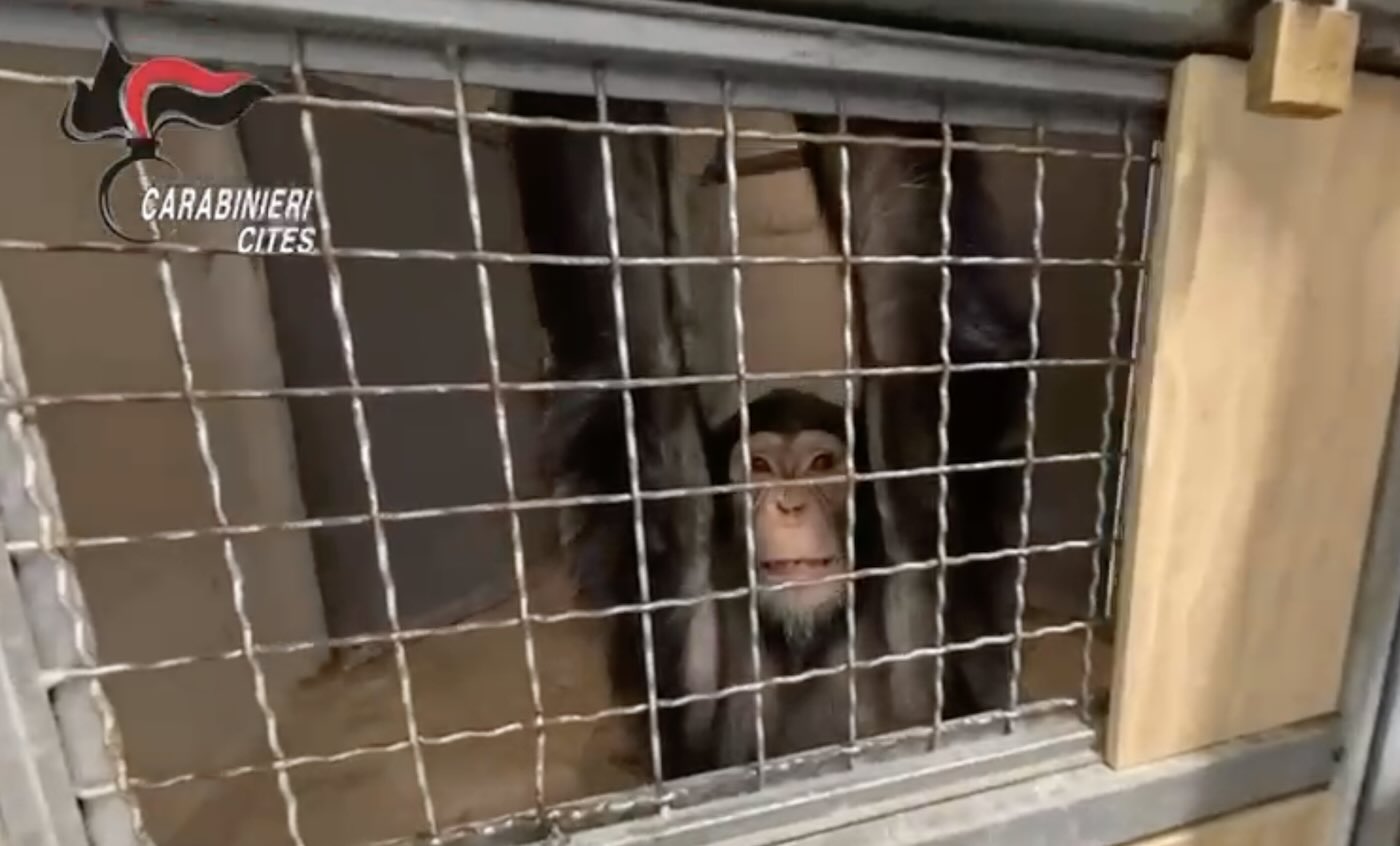 scimpanze-carabinieri-catania