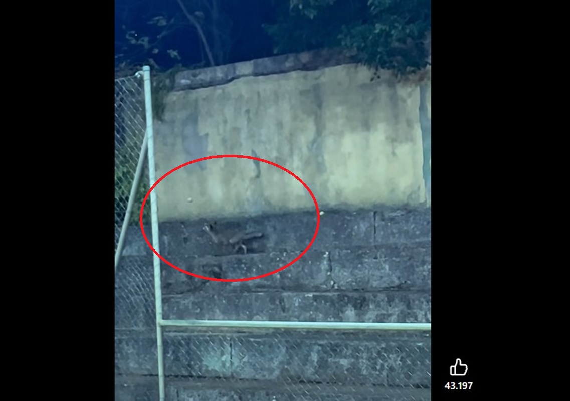 volpe ruba palline da tennis sinner video