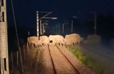 elefanti morti india 2