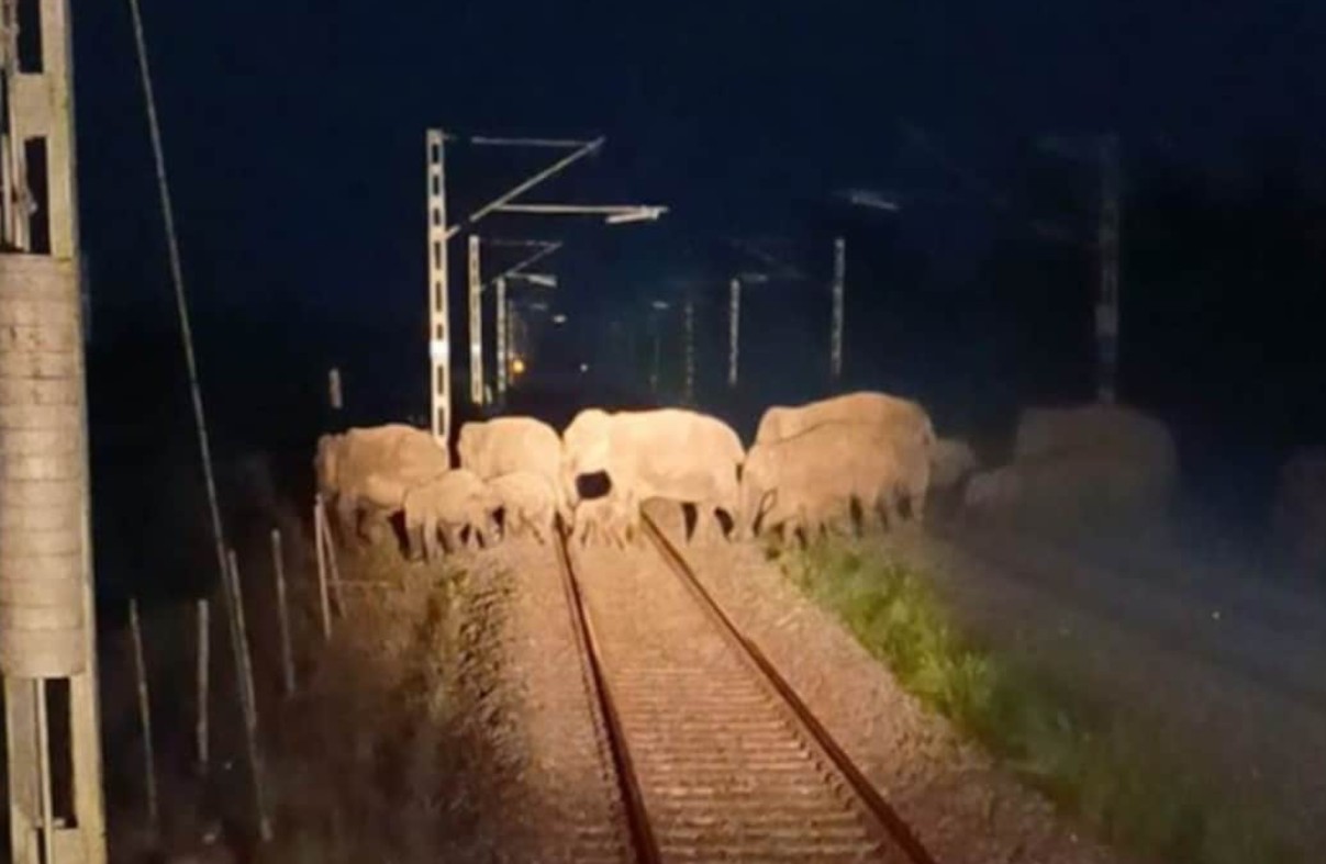 elefanti morti india 2