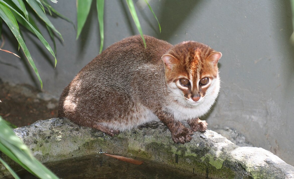 gatto testa piatta thailandia