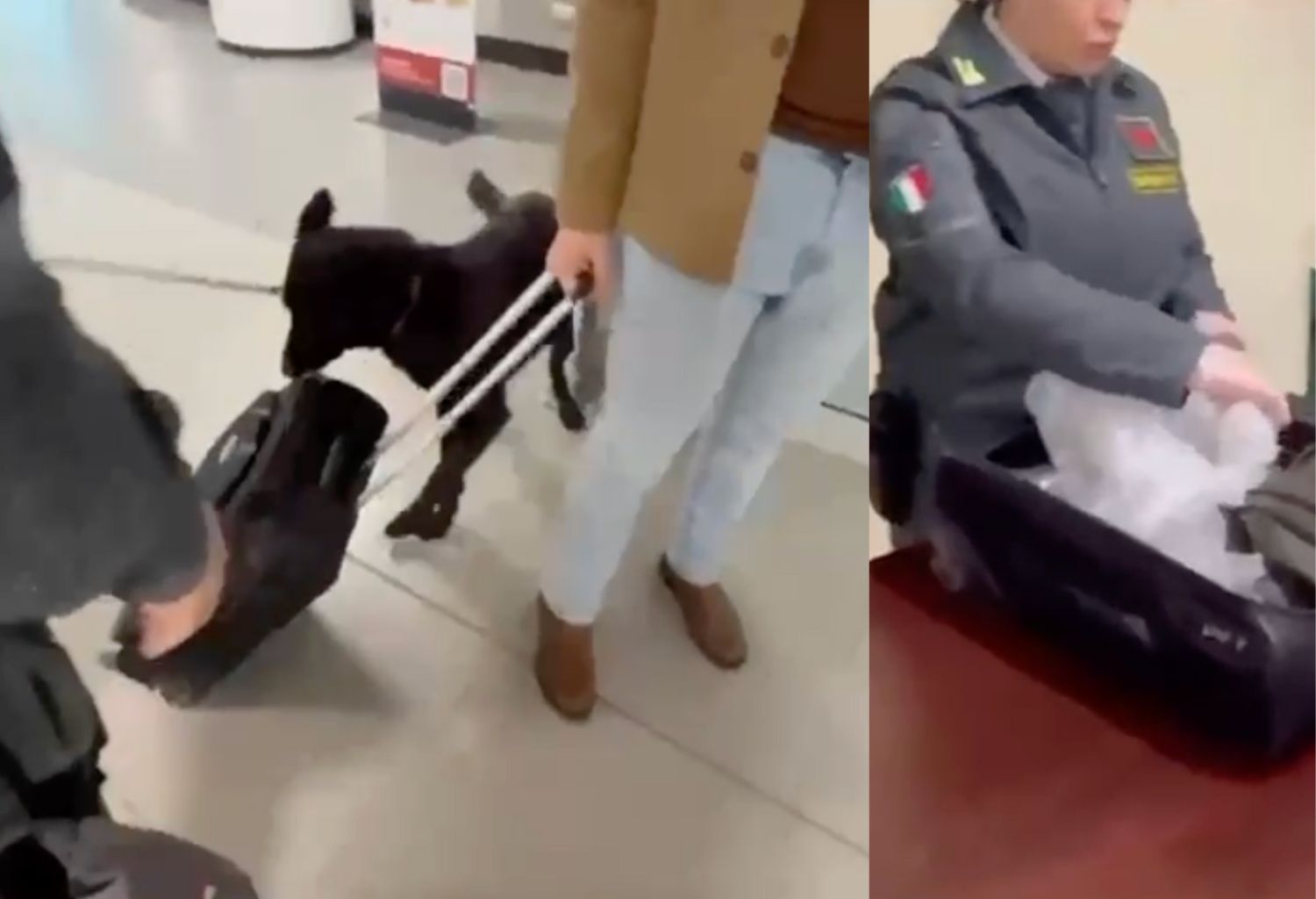 Palermo, controlli testa coccodrillo