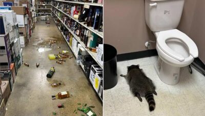 procioni negozio alcolici ubriaco