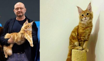 abarth è il gatto piu bello mondo