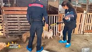 napoli allevamento abusivo cani sequestro