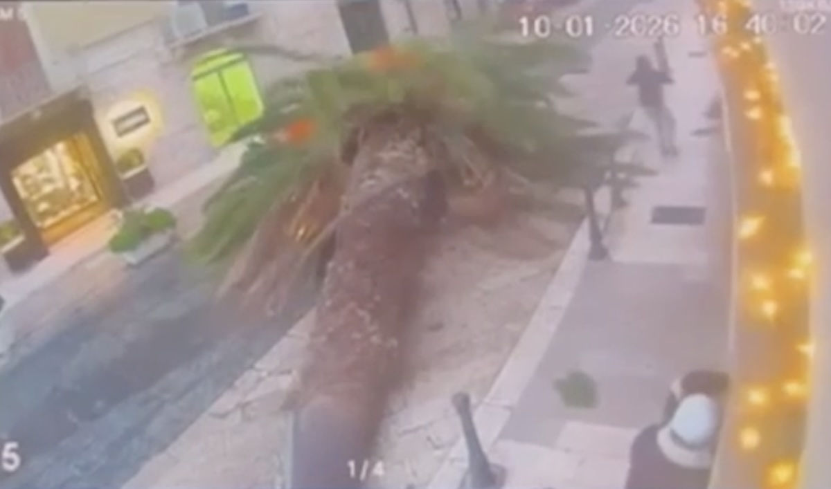 https://static.open.online/wp-content/uploads/2026/01/trani-albero-caduto-tragedia-sfiorata-video.jpg