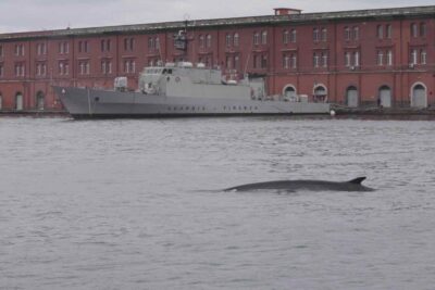 Balenottera Napoli