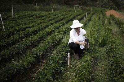 cambiamento climatico impatto produzione caffe