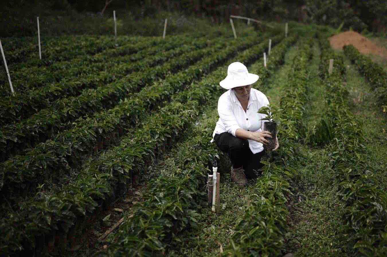 cambiamento climatico impatto produzione caffe