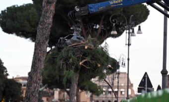 come-cambiano-alberi-citta-cambiamenti-climatici