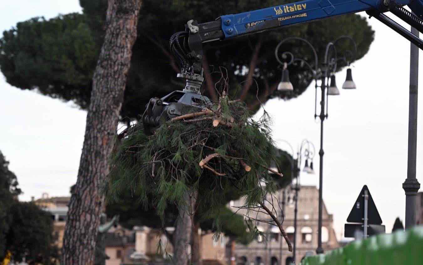 come-cambiano-alberi-citta-cambiamenti-climatici