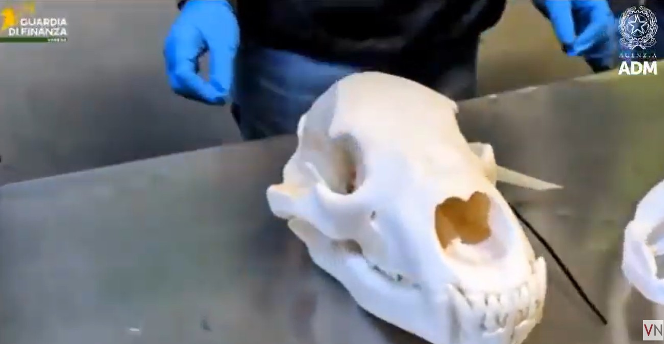 cranio orso bruno sequestro