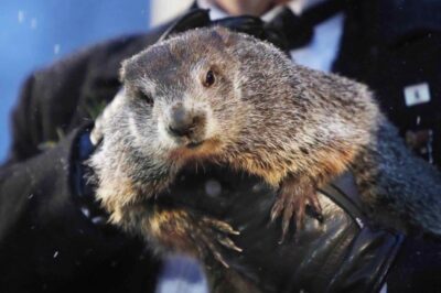 giorno-della-marmotta-usa-cosa e