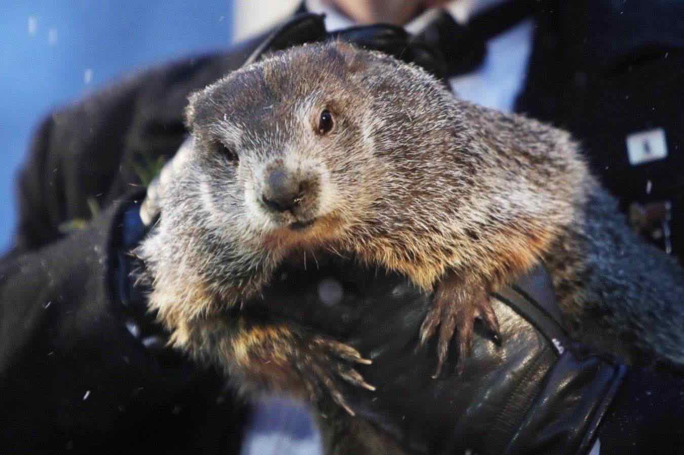 giorno-della-marmotta-usa-cosa e