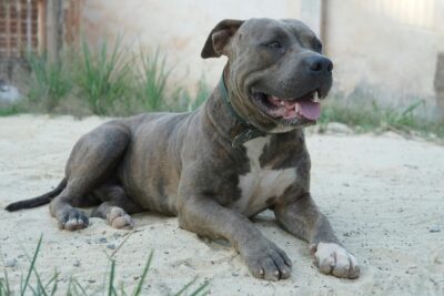 pitbull-ucciso-coltellate-azzanata-bimba